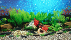 aquarium background pictures - Incep.imagine-ex.co