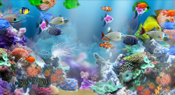 fish backgrounds - Incep.imagine-ex.co