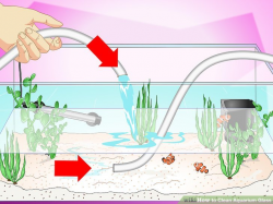 3 Ways to Clean Aquarium Glass - wikiHow