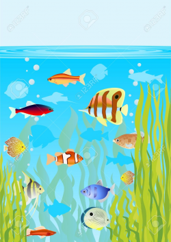 Fish Tank: Aquarium Fishes In Their Natural Habitat Royalty Free ...