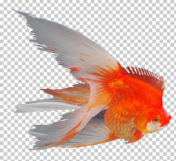Goldfish Ornamental Fish Feeder Fish Aquarium PNG, Clipart ...