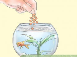 How to Keep Bass and Other American Gamefish in Your Home Aquarium