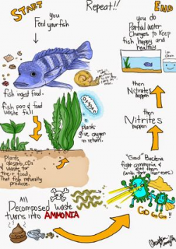 17 best Fish Beginner images on Pinterest | Fish aquariums ...