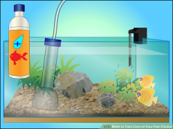 How to Take Care of Your Fish (Tanks): 11 Steps (with Pictures)