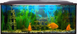 Large Fish Tank, Aquarium, Tank, Goldfish PNG Image and Clipart for ...
