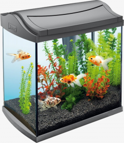Home Aquarium, Aquarium, Tank, Seaweed PNG Image and Clipart for ...