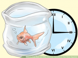How to Keep Bass and Other American Gamefish in Your Home Aquarium