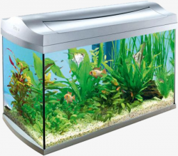 Home Aquarium, Aquarium, Tank, Goldfish PNG Image and Clipart for ...