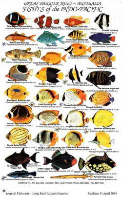 Saltwater Aquarium Fish Guide | Aquarium Fish | Pinterest ...