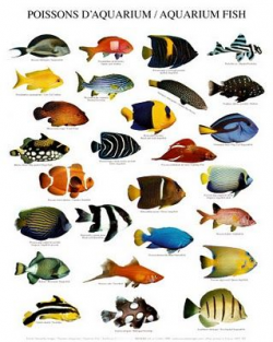 8 best Aquarium Stuff images on Pinterest | Aquarium, Aquarium ideas ...