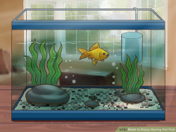 How to Enjoy Having Pet Fish: 10 Steps (with Pictures) - wikiHow