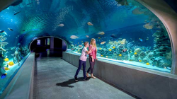 Great Barrier Reef Exhibit at OdySea Aquarium in Scottsdale, AZ