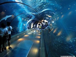 39 best Chicago Shedd Aquarium images on Pinterest | Chicago ...