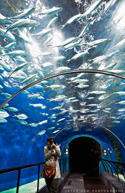 18 best Aquarium Tunnels images on Pinterest | Fish aquariums ...