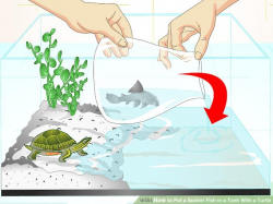 How to Put a Sucker Fish in a Tank With a Turtle: 14 Steps