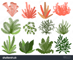 Underwater Plants Drawing at GetDrawings.com | Free for personal use ...