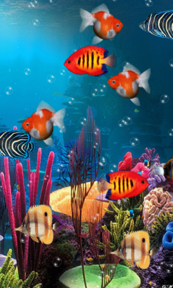 Foto animada | OCEAN TREASURES | Pinterest | Gifs, Fish and Ocean