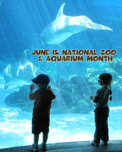 June Is National Zoo and Aquarium Month | Woo! Jr. Kids Activities