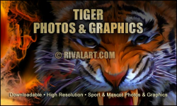 Tiger Graphics on Rivalart.com