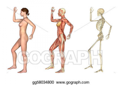 Stock Illustration - Anatomical overlays - female with arm and leg ...