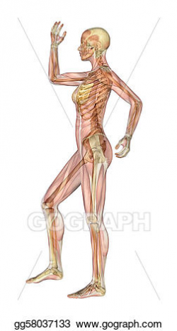 Stock Illustration - Muscles and skeleton - female with arm and leg ...