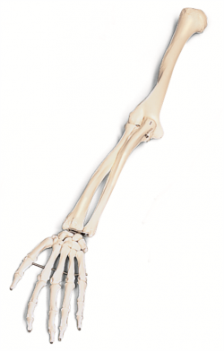 Skeleton arm skeleton arm free download clip art free clip art on ...