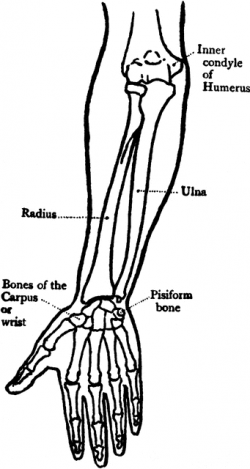 Front View of the Bones of the Forearm | ClipArt ETC