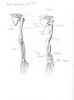 Contemporary Human Arm Bones Diagram Component - Anatomy Ideas ...