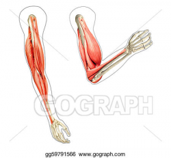 Drawing - Human arms anatomy diagram, showing bones and muscles ...