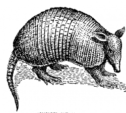 The Top 5 Best Blogs on Armadillo Clipart Black And White