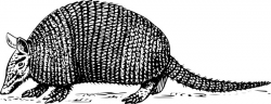 Armadillo clip art Free vector in Open office drawing svg ( .svg ...