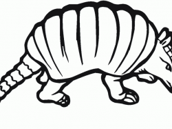 Collection of Armadillo clipart | Free download best ...