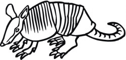 Armadillo 17 coloring page | Free Printable Coloring Pages