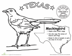 Texas State Bird | Worksheets, Texas and Bird