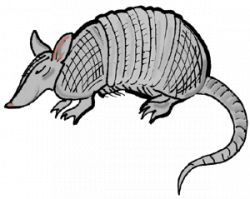 Armadillo Clipart | Clipart Panda - Free Clipart Images