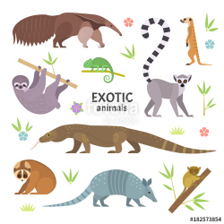 Exotic animals. Vector illustration with flat animals, including ...