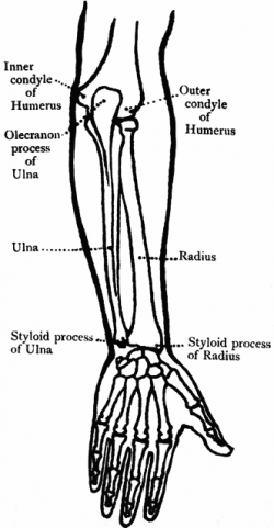 Back View of the Bones of the Forearm | ClipArt ETC