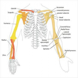 Free Human-<b>arm-bones-diagram</b> Clipart - Free Clipart Graphics ...