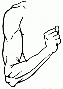Bicep Clipart Group (54+)