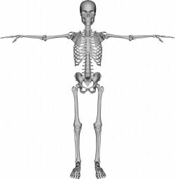 Clipart - Skeleton With Arms Out