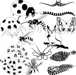 Animal Mimicry Clipart by Studio Devanna | Teachers Pay Teachers