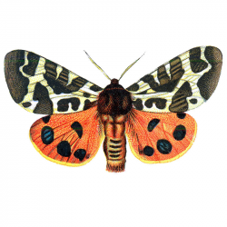 Free Vintage Clip Art - Orange Butterflies for Halloween - The ...