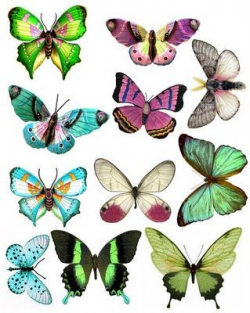 funky butterflies from 
