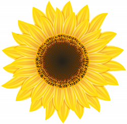 Sunflower PNG images free download