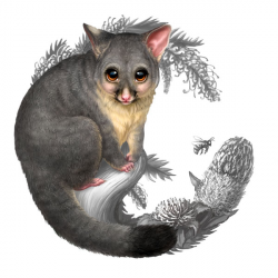 Australian Bush Babies II coin series – Possum – Hire an Illustrator