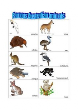 Australian Animals Colouring Pages | Australian animals, Brisbane ...