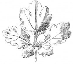 Vintage Clip Art - Beautiful Black and White Leaf Images - The ...