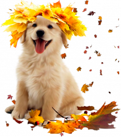 dog autumn 3 by lenkinrom on DeviantArt