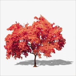 Maple, Red Tree, Maple Trees, Red PNG Image and Clipart for Free ...