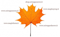 29 best çınar images on Pinterest | Autumn leaves, Maple leaves and ...